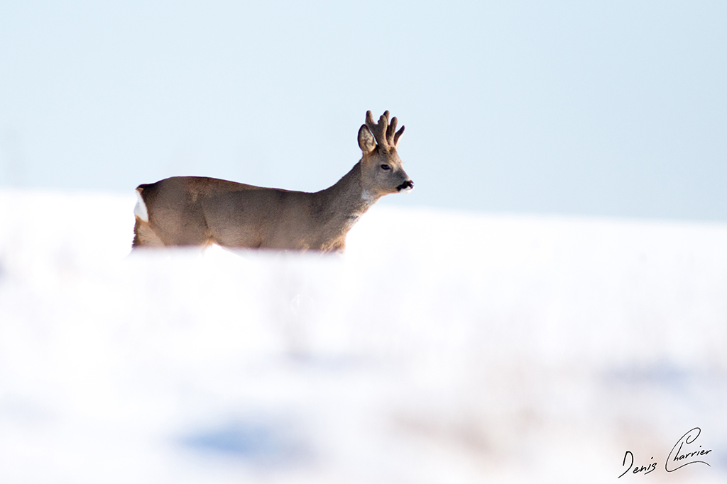 Brocard dans la neige